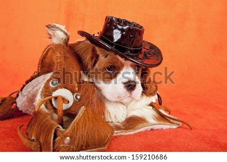 Cavalier king Charles spaniel puppy with miniature horse saddle and black cowboy hat on orange background