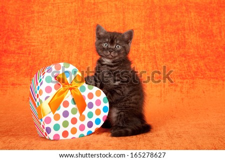 Valentine or mothers day theme kitten with polka dot pattern heart shaped gift box on orange background
