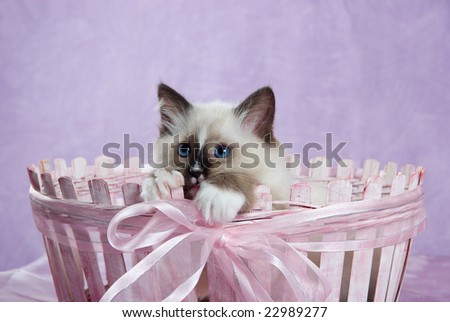 Ragdoll kitten sitting in pink basket decorated with bow