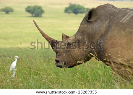 White rhino showing off huge horn