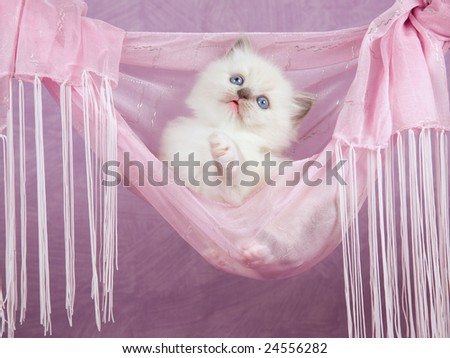 Cute pretty Ragdoll kitten sitting in pink fabric hammock against pink background