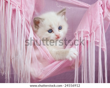 Cute pretty Ragdoll kitten in pink fabric hammock on pink background
