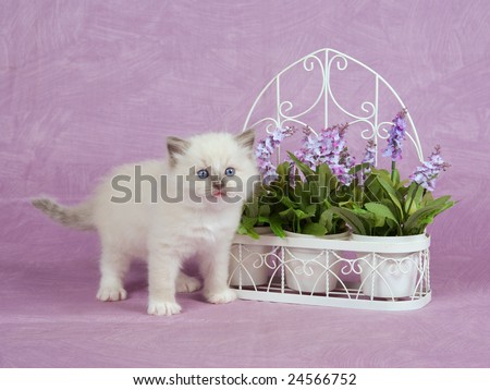 Cute beautiful Ragdoll kitten standing on pink fabric background, with white trellis and potter lilac purple flowers