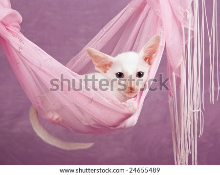 Cute pretty Siamese Oriental kitten lying in pink fabric hammock