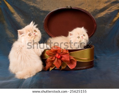 Cute pretty copper eye Persian kittens inside oval gift box, on blue bronze background fabric