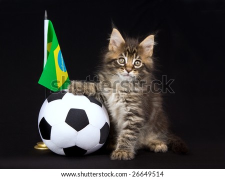 Cute and pretty Maine Coon MC kitten with miniature soft soccer ball and country flag, on black background