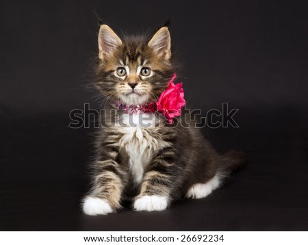 Cute and pretty Maine Coon MC kitten sitting on black background, wearing shiny bright pink neck collar and fake flower