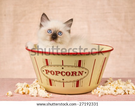 Cute Sealpoint Mitted Ragdoll kitten sitting inside popcorn bowl
