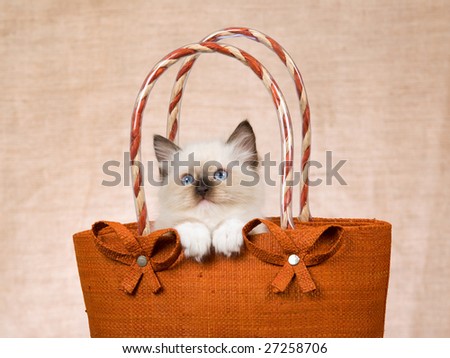 Cute Ragdoll kitten peeping out from brown handbag, showing off white paws