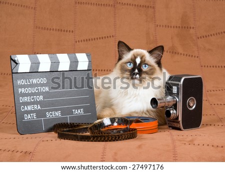 Sealpoint Ragdoll with vintage movie camera, movie clipboard and reel of film on suede background