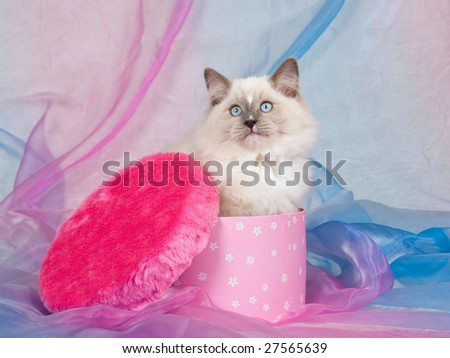 Pretty Ragdoll kitten sitting inside cerise pink gift box with lid covered with cerise pink faux fake fur