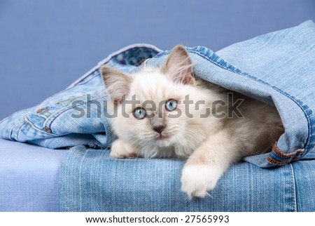 Pretty Ragdoll kitten lying inside denim jeans on blue background