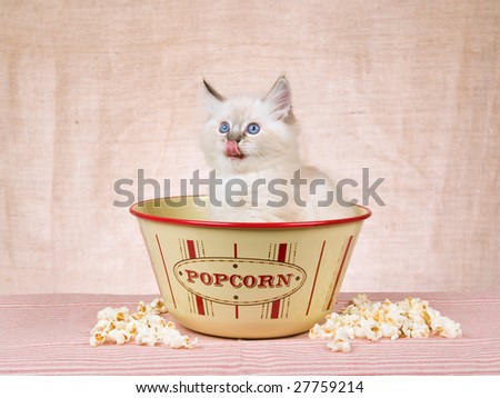 Cute Ragdoll kitten licking his lips, sitting in a popcorn bowl with popcorn on surface