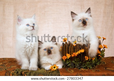 3 Cute Ragdoll kittens in wooden planter decorated with orange daisies flowers