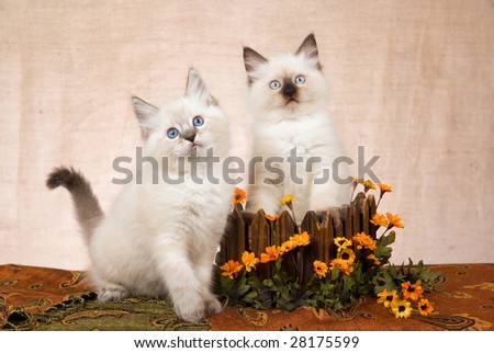 2 Cute Ragdoll kittens sitting in wooden box decorated with orange daisies flowers