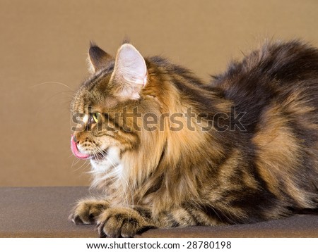 Cat tongue licking nose