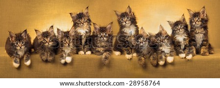 Composite pano panorama of 10 Maine Coon kittens in a row, with golden color treatment