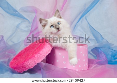 Cute Ragdoll kitten sitting inside cerise pink fur covered round gift box