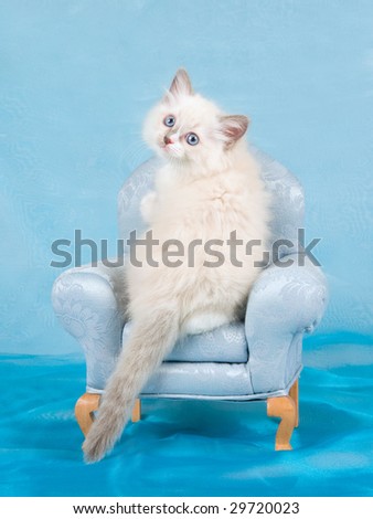 Pretty Ragdoll kitten on miniature blue chair, looking back over shoulder
