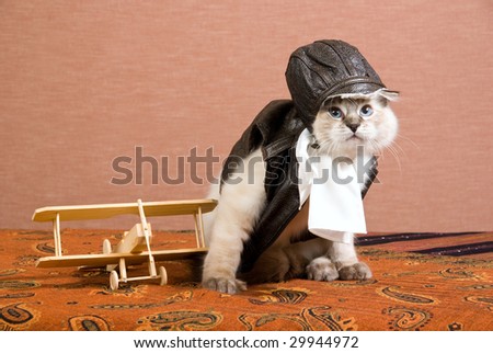 Funny Ragdoll kitten in pilot outfit with miniature wooden biplane