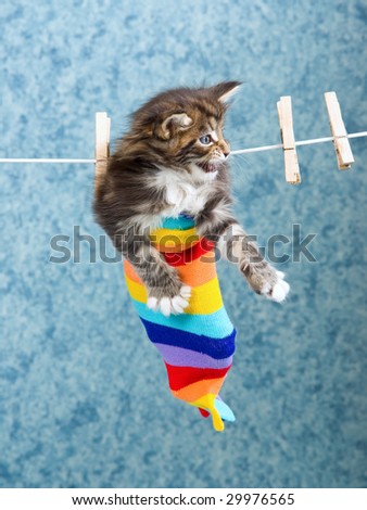 Cute Maine Coon kitten inside colorful striped sock hanging from clothes wire with clothes pins