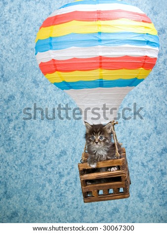 Pretty Maine Coon kitten sitting inside hot air balloon basket