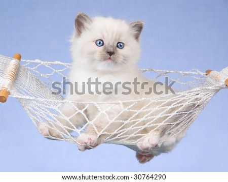 Pretty Ragdoll kitten sitting in miniature white hammock against blue background