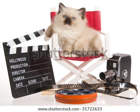 Ragdoll kitten in director chair with movie props, on white background