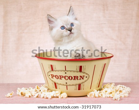 Ragdoll kitten sitting inside popcorn bowl with popper corn