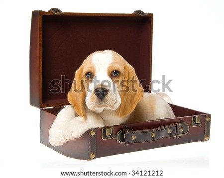 Beagle Puppy In Suitcase On White Background Stock Photo 34121212 ...