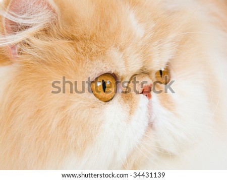 Closeup portrait of red Persian show champion cat