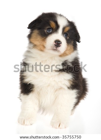 Black Tricolor Australian Shepherd Pup, On White Background Stock Photo ...