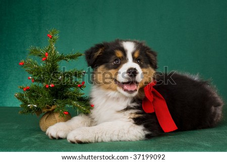 Australian Shepherd Puppy With Christmas Tree And Red Bow On Green ...