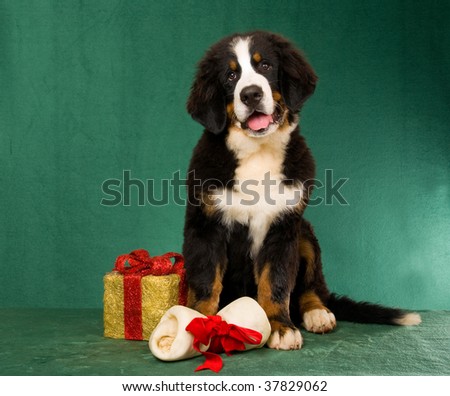Bernese Mountain Dog Puppy With Bone And Christmas Gift, On Green ...