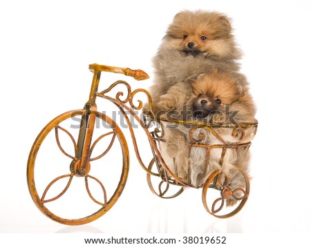 2 Cute Pomeranian Puppies In Mini Bicycle, On White Background Stock ...