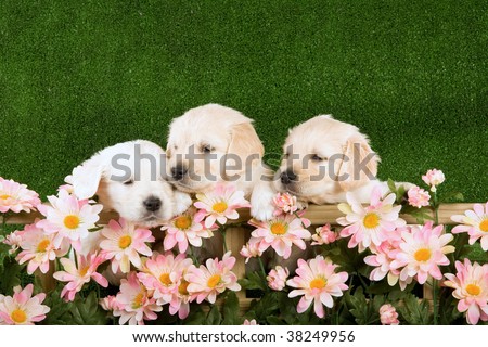 3 Golden Retriever puppies with hedge of pink flowers, on artificial lawn background
