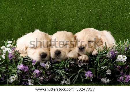Sleeping Golden Retriever puppies sleeping on lavender flowers, on artificial lawn background