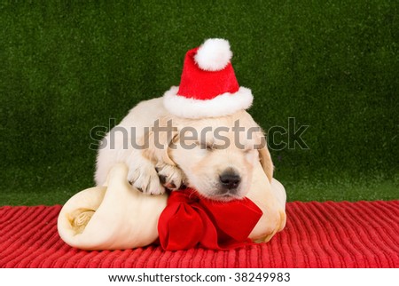 Sleeping Golden Retriever puppy with Santa hat and large bone on red and green background
