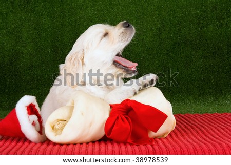 Cute Golden Retriever puppy yawning, with Christmas bone, ribbon and hat