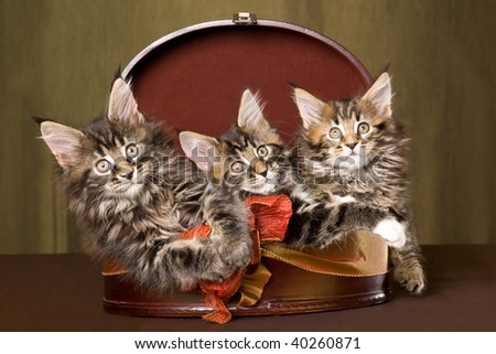 2 Cute Maine Coon kittens in round gift box