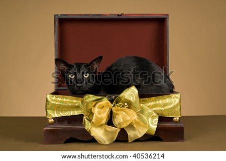Black Oriental cat in trunk with green gold ribbon and bow, on gold background