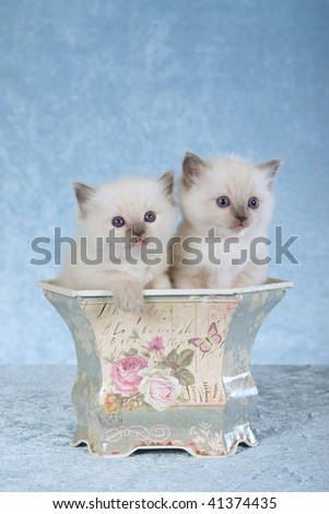 2 Pretty Ragdoll kittens sitting inside vintage Victorian planter on light blue fabric background