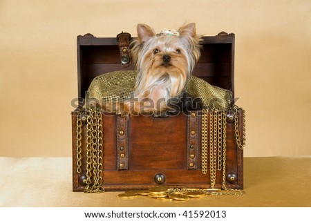 Teacup Yorkie inside treasure chest with coins and gold, on gold background