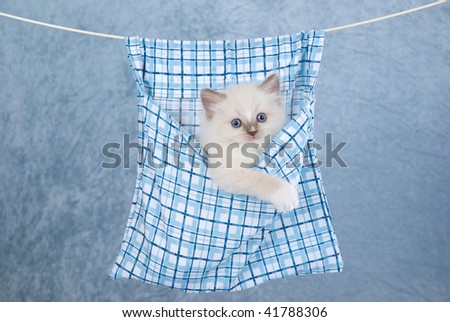 Pretty Ragdoll kitten inside blue clothes peg bag on washing line