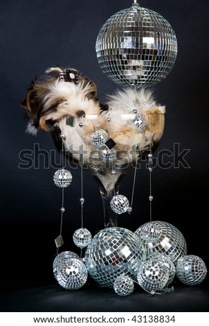 Sleeping Biewer Terrier puppy in large champagne glass with many mirror balls, on black background
