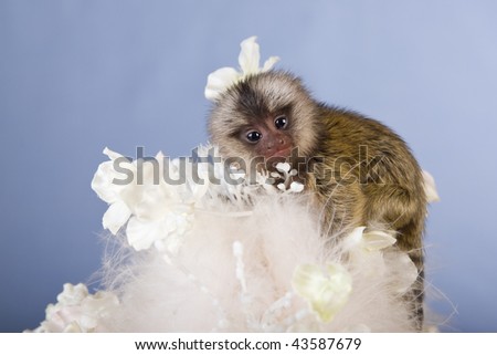 Marmoset monkey on white feathers and flowers