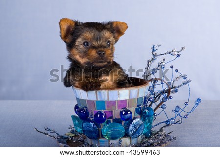 Cute Yorkie Puppy In Large Teacup With Blue Glass Pebbles On Blue ...