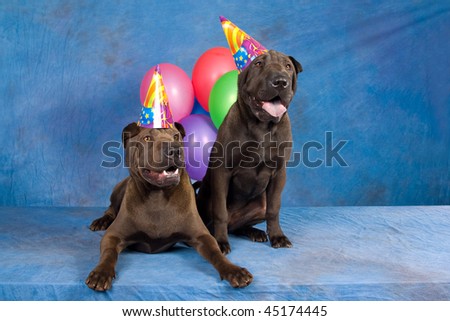 2 Shar Pei dogs with party hats, on blue background