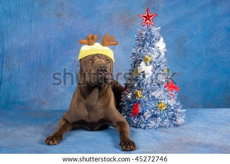 Sharpei dog with reindeer hat and christmas tree on blue background