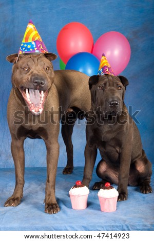 2 Sharpei dogs with party hats, balloons and cakes on blue background